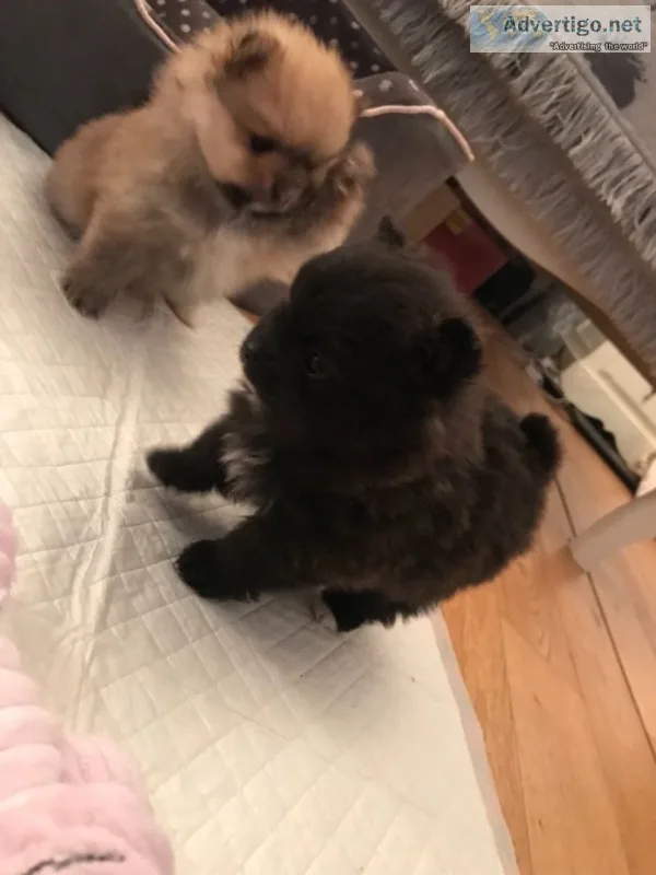 Two awesome t-cup pomeranian puppies