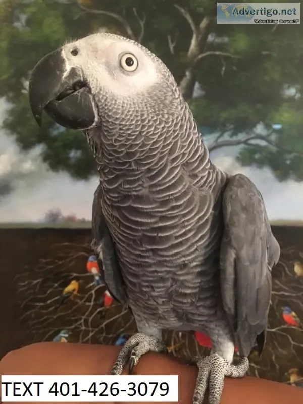 Mkj african greys hand tamed m/f parrots
