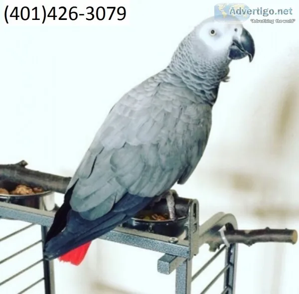 Sdgf african greys talking m/f parrots