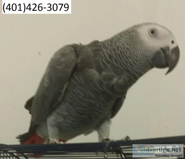 Zxe african greys weaned pair m/f parrot