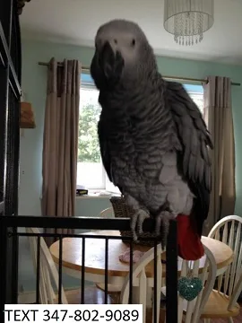 Jfr african greys sociable m/f parrots