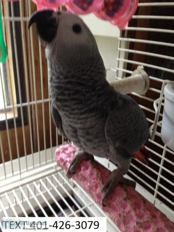 Ryp african grey unique m/f parrots