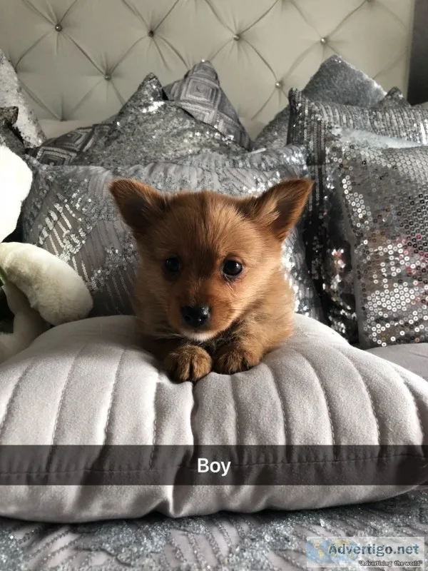 Adorable pedigree pomeranian puppies