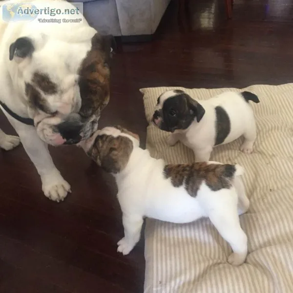 French english bulldog male puppy 