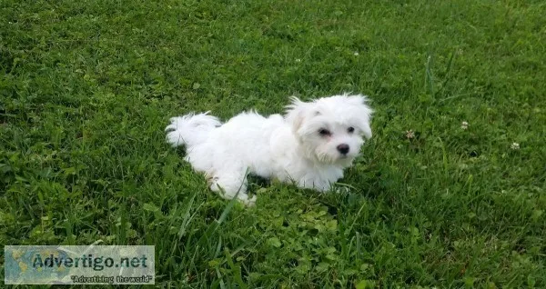 Akc maltese puppy falls church va