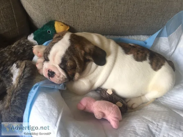 Male bulldog puppy available 