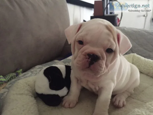 Mini french english bulldog female 