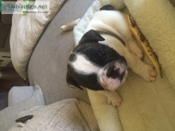 French english bulldog male puppy 