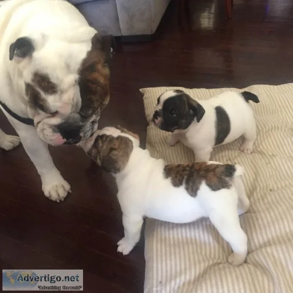 Male bulldog puppy available 