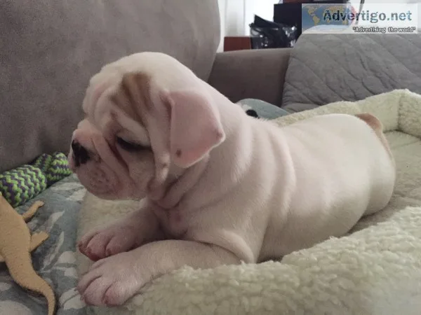 Mini french english bulldog female 