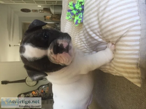 French english bulldog male puppy 