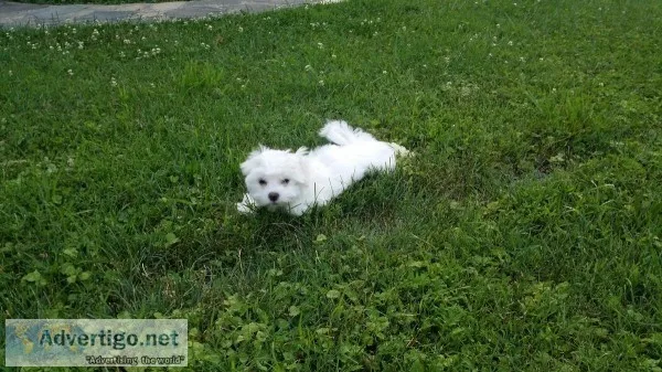 Akc maltese puppy falls church va