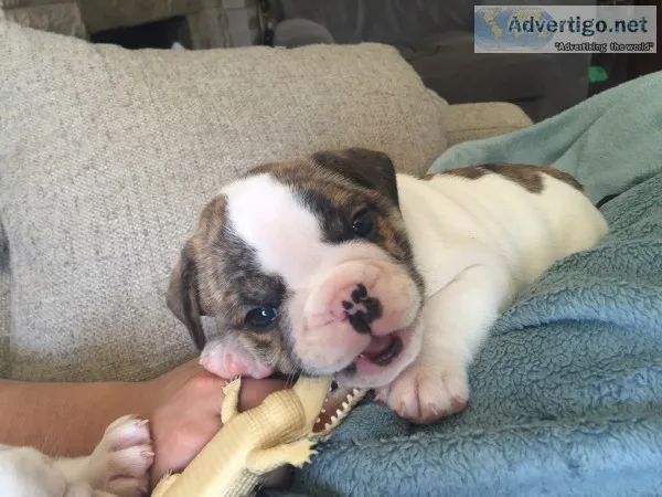 Male bulldog puppy available 