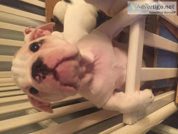 Mini french english bulldog female 