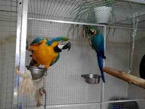 Baby parrots and parrot eggs for sale 