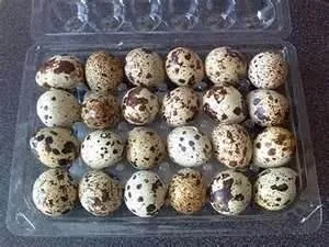 Baby parrots and parrot eggs for sale 