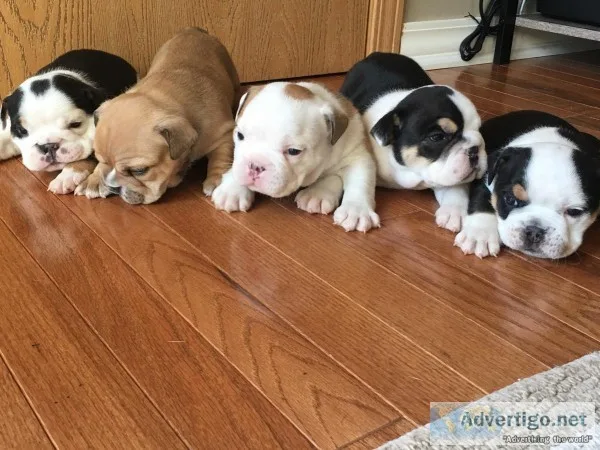Svb sweet english bulldog puppies ready