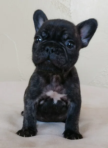 Sde sweet french bulldog puppies ready