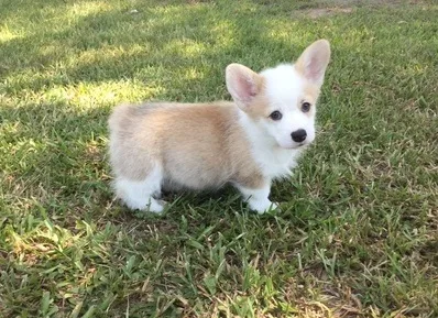 Wws agile pembroke welsh corgi puppies