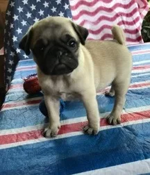 Rqs trained pug puppies ready