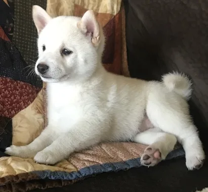 Wvb smart shiba inu puppies ready