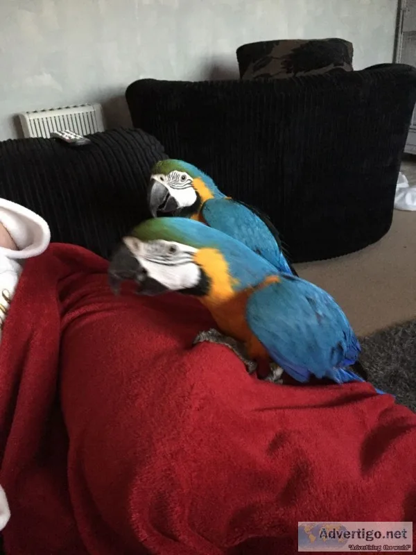 Beautiful blue and gold macaw parrots