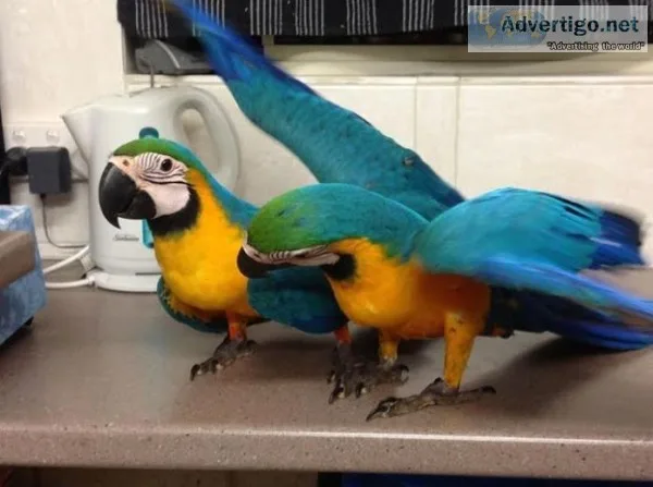 Beautiful harlegold macaw parrots