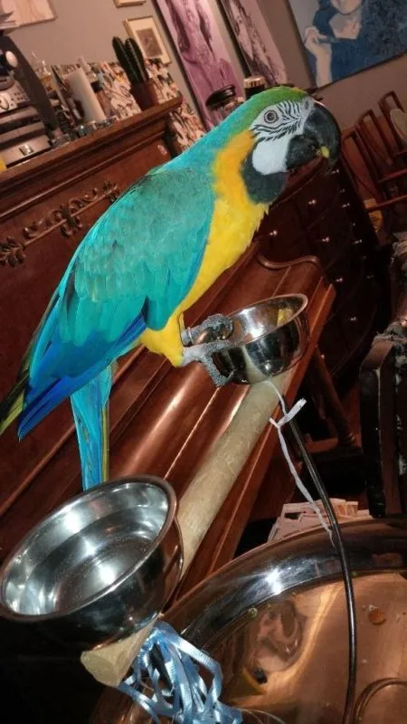 Active dna tested macaw parrots ready