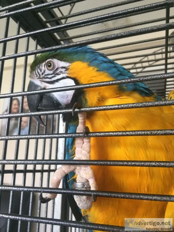 Friendly talking macaw parrots with cage
