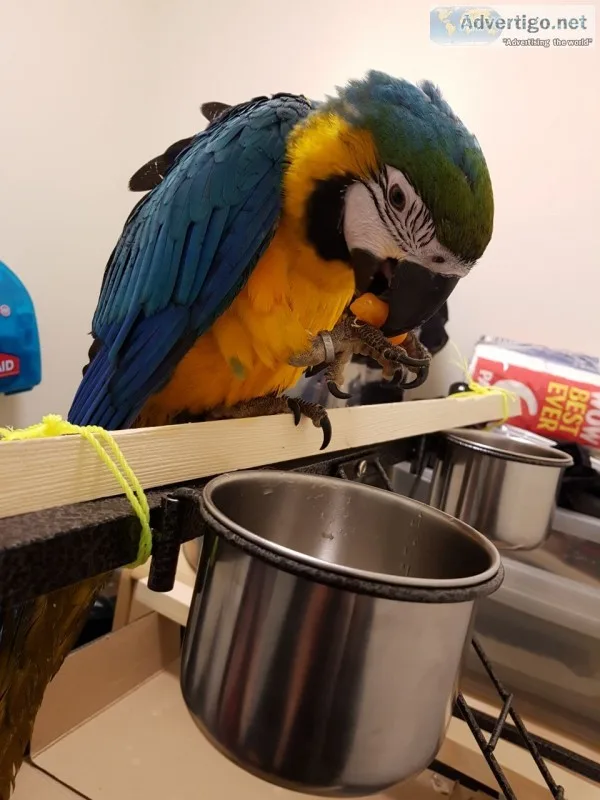 Intelligent blue and gold macaw parrots