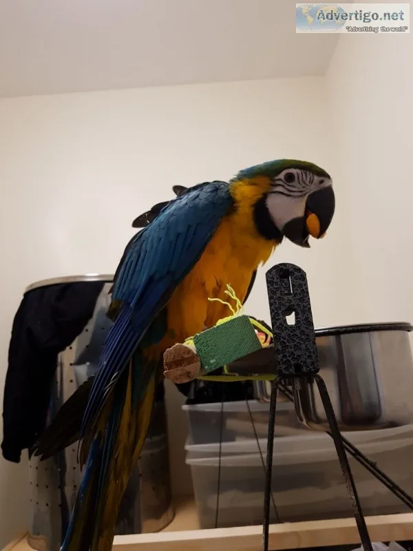 Tamed blue and gold macaw parrots ready