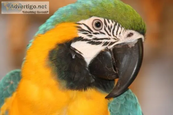 Paired male and female macaw parrots now