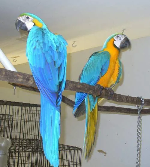 Young male/female macaw parrots