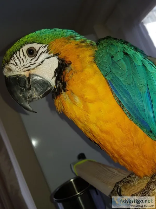 Active dna tested macaw parrots ready