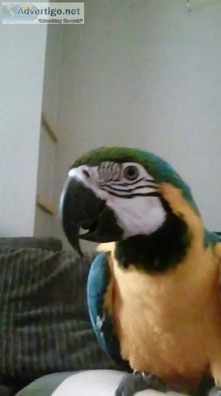 Friendly talking macaw parrots with cage