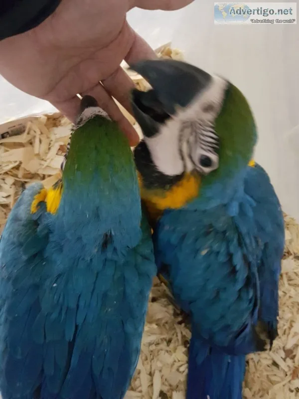 14 months old blue/gold macaw parrots 