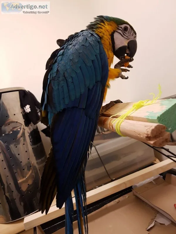 Intelligent blue and gold macaw parrots