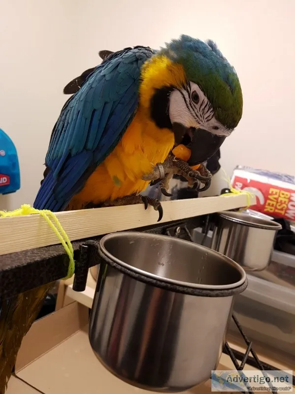 Tamed blue and gold macaw parrots ready