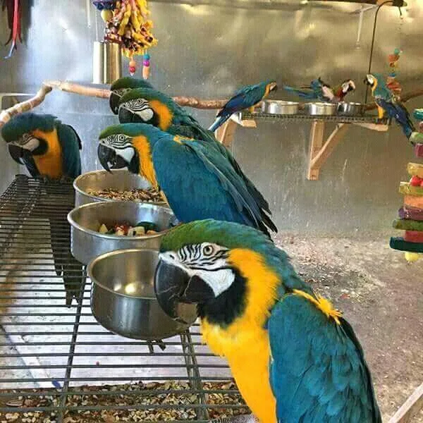 Paired male and female macaw parrots now
