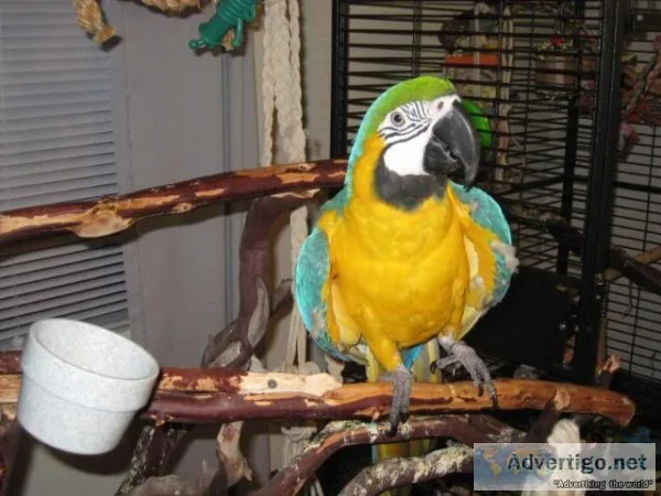 Young male/female macaw parrots