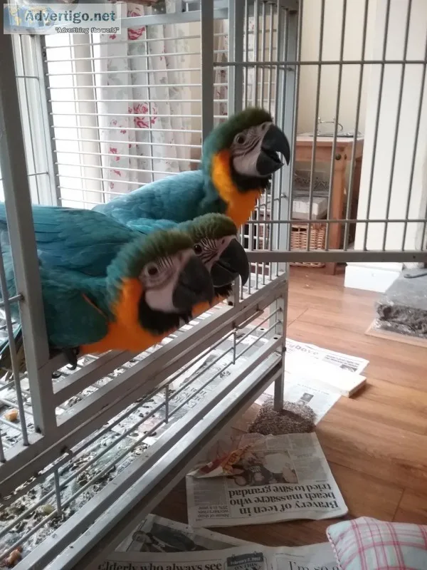 Friendly talking macaw parrots with cage