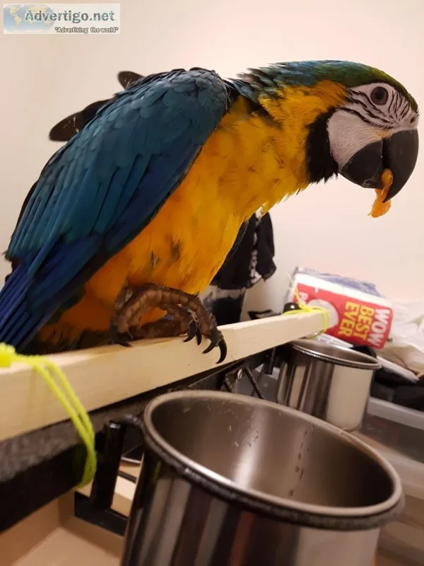 Intelligent blue and gold macaw parrots