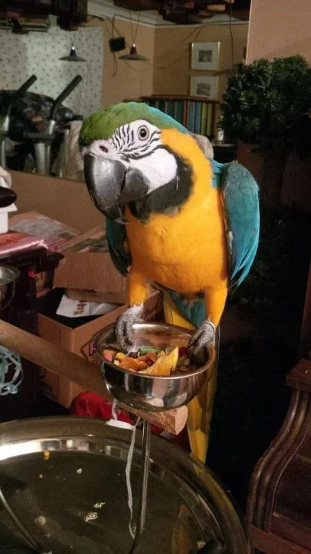 Tamed 14 months blue/gold macaw parrots