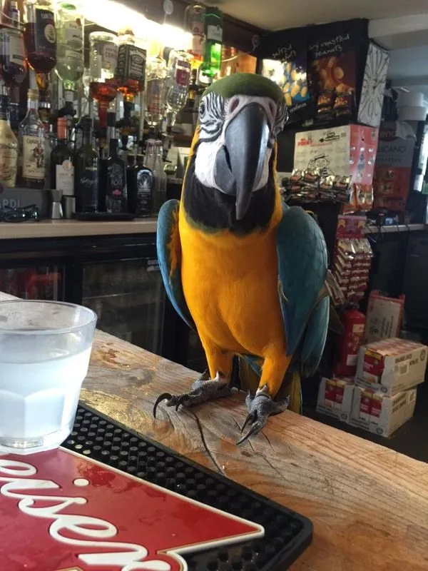 Tamed blue and gold macaw parrots ready