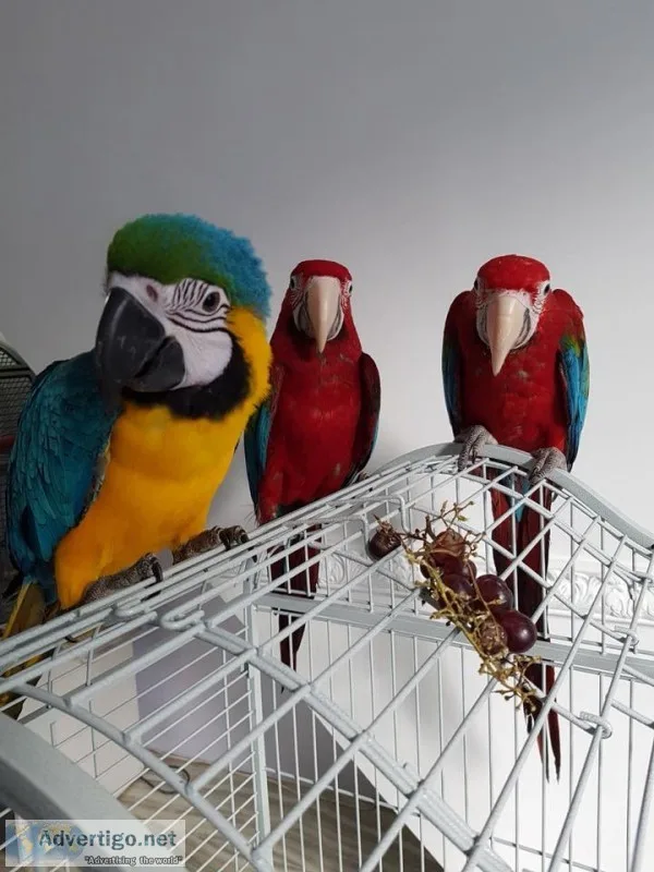 Paired male and female macaw parrots now