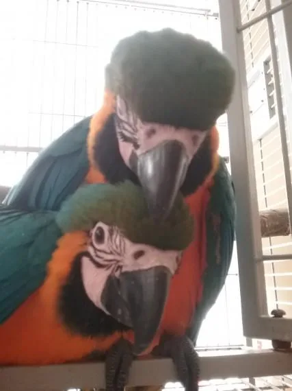 Young male/female macaw parrots