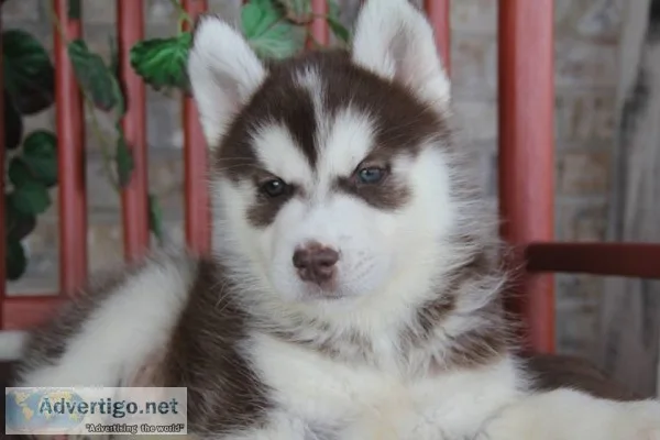 Cute siberian husky puppies for sale