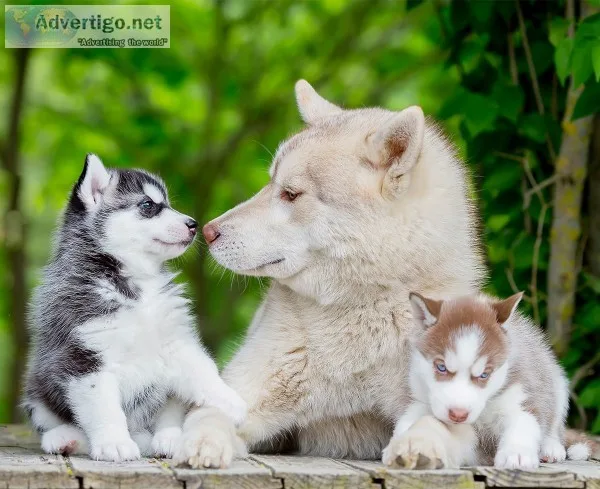 M/f siberian husky puppies for sale