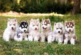 Outstand siberian husky puppies for sale