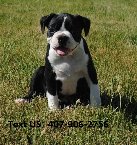Litters of boston puppies